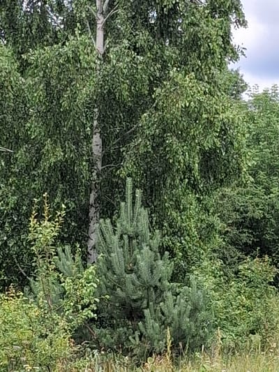 The image displays a lush, green natural environment, likely a park or forest area. A prominent birch tree with its characteristic white and black bark stands in the center, its leaves forming a dense canopy. To the right and behind the birch, a thick growth of deciduous trees creates a wall of green foliage. In the foreground, a young coniferous tree with a pyramidal shape is visible, its needles a deep green. The ground is covered with various grasses, some dry and straw-colored, others greener and lusher. The overall impression is one of a wild, untamed natural setting, possibly on the outskirts of a settlement.