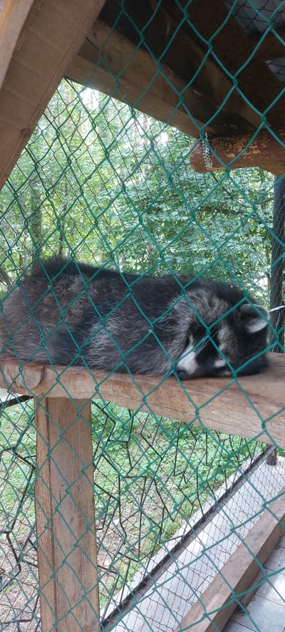 A raccoon is curled up asleep on a wooden platform, behind a green wire mesh fence. The raccoon is predominantly grey and black with white markings on its face. The platform appears to be part of an enclosure, possibly a habitat or zoo exhibit, with wooden posts and framing visible. Behind the fence, the environment is overgrown with green foliage and trees, suggesting an outdoor setting. The lighting suggests it is daytime, with some dappled sunlight filtering through. This image was taken in Berdsk, Russia.