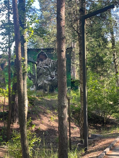 The image depicts a wooded area with a mural on a structure in the background. The scene is dominated by trees and lush green foliage, suggesting an outdoor setting, possibly a park or a forest. Several tree trunks are visible in the foreground, with the one closest to the viewer running horizontally across the frame.

In the mid-ground, a large mural of a tiger's face is painted on a surface that appears to be part of a building or enclosure. The mural is detailed, capturing the tiger's intense gaze and striking facial markings. The structure itself is partially obscured by a fence-like barrier.

The overall setting is natural and somewhat wild, with sunlight dappling through the leaves, indicating it is daytime. The lighting suggests a clear or partly cloudy day. The presence of a mural on a structure within a natural environment could imply a zoo, an animal sanctuary, or an artistic installation within a natural park. The location is identified as Sosnoviy Bor, Russia. No people are visible in the frame, and no text is readily discernible. The composition, with the trees framing the mural, creates a layered visual effect.