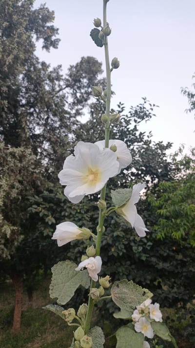 A tall stalk of white hollyhock flowers stands out against a backdrop of lush green foliage and a hazy sky. The largest flower, prominently displayed in the center of the frame, is a vibrant white with delicate, crinkled petals and a soft yellow center. Several other hollyhock blooms, some fully open and others still in bud, are visible along the stalk, creating a sense of vertical growth and natural beauty. The leaves of the hollyhock are broad and textured, with a slightly serrated edge, and appear healthy despite a few small holes, perhaps from insect activity.

Behind the hollyhock, a dense wall of trees and bushes forms a natural backdrop. The foliage ranges in color from deep emerald green to lighter shades, suggesting a variety of plant life. The branches of a larger tree are visible in the upper left, its leaves creating a textured pattern against the pale sky. The sky itself is overcast and diffused, hinting at either early morning or late afternoon light, or perhaps a cloudy day. There are no people or man-made objects visible in the image, placing the focus entirely on the natural elements. The overall impression is one of serene, untouched nature, a quiet moment captured in a garden or natural setting. The location context, Нуъмон Розиқ, Tajikistan, suggests a possible setting in Central Asia, where such flora might be found.