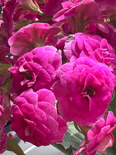 A close-up, head-on, eye-level shot captures a cluster of vibrant pink flowers. The blooms are densely packed, with layers of petals forming intricate, ruffled patterns. Some flowers appear fully open, revealing a darker center, while others are still in bud. The lighting suggests an outdoor setting, possibly a garden or a park. The overall impression is one of lushness and natural beauty. The location in Ringsted, Denmark is not discernible from the image.