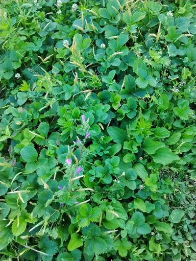 A close-up, top-down view of a dense ground cover of green foliage, characteristic of a natural or semi-natural setting, possibly a park or garden area in Oghuz, Azerbaijan. The vegetation consists primarily of broad, serrated leaves, likely from strawberry plants, interspersed with clover and blades of grass. Several small, white flowers and feathery seed heads are visible amongst the leaves, adding texture and variation to the scene. In the lower left quadrant, a thin stalk with small, delicate purple flowers and green buds stands out against the predominant green. The overall impression is one of lush, untamed growth, suggesting a location where nature is allowed to flourish with minimal intervention.