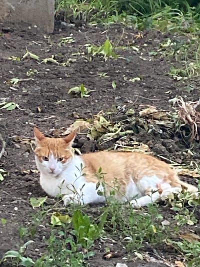 A ginger and white cat lies on dark soil amidst sparse vegetation and dry leaves. The cat is positioned on the right side of the frame, with its head turned to the left, facing the viewer. Its eyes are open, and its ears are alert. The background consists of a blurry area of green foliage and a concrete structure on the left. The scene is outdoors, likely in a garden or undeveloped area within the city of Antratsyt, Ukraine.