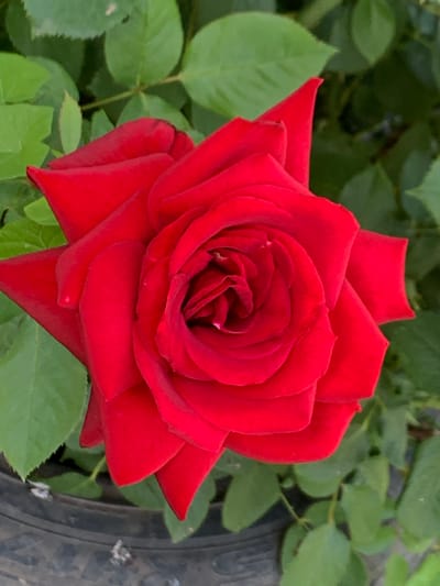 A close-up, high-angle shot captures a vibrant red rose in full bloom, set against a backdrop of lush green leaves. The rose's petals are tightly furled in the center, gradually unfurling outwards into a symmetrical, layered pattern. The petals have a velvety texture, and a few tiny water droplets glisten on their surfaces, suggesting recent moisture. The background is a soft blur of green foliage, with some leaves in sharper focus. In the lower portion of the image, the dark, textured rim of a planter is visible, hinting that the rose is potted. The lighting is natural and bright, highlighting the rich color of the rose. The scene depicts a single, exquisite rose in a garden setting. There are no people or any indication of location within the city of Probuzhdenie, Russia.