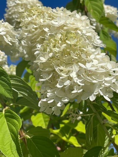 A close-up, sunlit photograph captures a cluster of white hydrangea flowers against a vibrant blue sky. The flowers are densely packed, with individual petals appearing delicate and slightly translucent in the bright light. Lush green leaves surround the blooms, their textured surfaces and veins clearly visible. The scene appears to be outdoors, likely in a garden or park setting. The image is devoid of any human presence or discernible urban features that would specifically pinpoint a location within Gresham, United States of America.