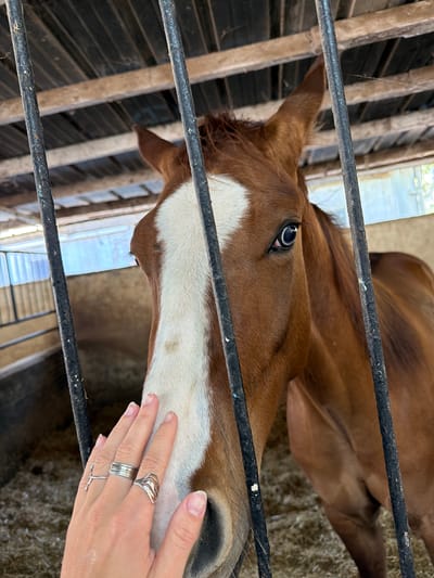 A chestnut horse with a white blaze is seen through a metal fence. A human hand, adorned with multiple silver rings, reaches toward the horse's muzzle. The scene appears to be in a stable or barn, possibly located in Zvulun Regional Council, Israel. The horse's head is the focal point, with the hand and fence as foreground elements. The background shows parts of the stable structure.