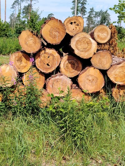 A pile of cut logs is stacked in a grassy area with trees in the background. The logs are various sizes and appear to be of a coniferous tree, likely pine, given the wood grain and presence of bark. Some of the logs show evidence of resin. In the foreground, tall green grass and a few flowering plants with small purple blossoms are visible. Behind the logs, a dense forest with tall, slender trees and some leafy deciduous trees can be seen under a bright, partly cloudy sky. The scene appears to be an outdoor, natural environment, possibly a logging site or a forest clearing. There are no people or animals present in the image. The lighting suggests it is daytime, likely late morning or early afternoon, with sunlight illuminating the scene. The location is identified as Цярэшкавіцкі сельскі Савет, Belarus.