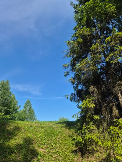 This is a landscape photograph taken from a low angle, looking up at a clear blue sky. The image is oriented vertically. In the foreground and extending into the midground are lush green trees, primarily evergreen with some deciduous trees interspersed. The branches of the evergreen trees are particularly detailed, with new growth appearing bright green and older needles a darker shade. The ground beneath the trees is covered in dense green grass and some sparse vegetation.
In the sky, a few wispy white clouds are visible. Two thin black power lines stretch diagonally across the frame, originating from the right side of the image and extending towards the upper left. The lighting suggests it is daytime, likely late morning or afternoon, with the sun casting shadows. The overall atmosphere is peaceful and natural, suggesting an outdoor setting in a rural or forested area. No people or specific objects, other than the power lines, are clearly identifiable. The location context provided is Ebavere küla, Estonia, which aligns with the natural, possibly boreal, landscape depicted. No text is visible in the image.