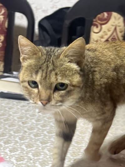 The image features a close-up view of a domestic short-haired cat, oriented horizontally within the frame. The cat's head is positioned towards the left, with its body extending towards the right.
The cat displays a distinct tabby coat pattern, characterized by a mix of light brown, tan, and darker brown stripes and markings across its fur. Its large, expressive eyes are a striking vibrant green, reflecting light and fixed directly on the viewer, conveying an impression of curiosity and attentiveness. Below its eyes, a small, pinkish-brown nose is visible, accompanied by numerous long, prominent white whiskers fanning out from its muzzle. The cat's ears are pointed and upright.
Its front paws are extended upwards and towards the right, suggesting a motion of reaching, stretching, or playing. A segment of a striped limb, possibly a hind leg or tail, is visible further to the right of the frame.
The background is divided into two main sections:
1. **Left of the cat:** A dark, curved object, likely part of a furniture piece such as a chair's armrest or frame, is visible. Behind this dark element, a patterned cushion or upholstery material can be seen, featuring ornate, swirling designs in shades of cream or gold against a dark red or maroon background.
2. **Right of the cat and beneath its extended paws:** A light-colored, textured surface dominates, appearing to be a carpet or rug. It has a dense, somewhat shaggy or looped pile in an off-white or cream color.
The lighting in the image is bright and even, illuminating the cat's features and the textures of its fur and surroundings. The overall setting appears to be indoors, likely within a home environment. No text is visible in the image.