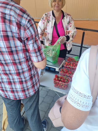 At an outdoor market in Kuršėnai, Lithuania, a woman wearing a pink top and a floral jacket is seen weighing strawberries on a digital scale. She is wearing disposable gloves and holding a green plastic bag. Several clear plastic containers filled with strawberries are arranged on a table in front of her. To the left, a person in a red and white plaid shirt and gray checkered pants stands with their back to the camera. To the right, the shoulder and arm of another person wearing a white top with lace detailing are visible. The ground is paved with gray interlocking stones. The background features an orange wall and a black metal railing.