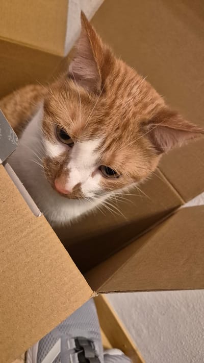 The image shows an orange and white cat inside a cardboard box. The cat's head is visible, with its eyes looking down. The box appears to be made of corrugated cardboard and is open. Part of a gray shoe is visible at the bottom of the box. The background is out of focus and appears to be a light-colored wall. The image does not provide any information about the location in the city of Miltenberg, Germany.