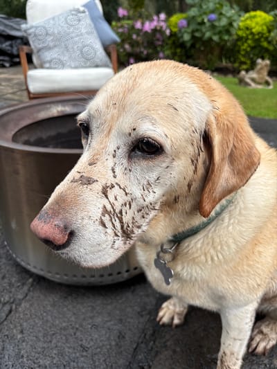 This image depicts a light-colored Labrador Retriever dog seated outdoors on a dark, textured ground surface, likely a patio, in Huasca de Ocampo, Mexico. The dog is covered in mud splatters, prominently on its snout, cheeks, forehead, and chest, suggesting recent activity in wet, earthy conditions. Its fur appears damp. The dog wears a teal collar with a bone-shaped metallic dog tag. It is looking left with a slightly downward gaze. To the left and behind the dog, a cylindrical silver-colored metal fire pit is partially visible. In the background, an outdoor armchair with cream cushions and patterned throw pillows is present on the left. Further back, a lush green garden with flowering plants and a light-colored garden statue resembling a frog or toad is visible on the right.