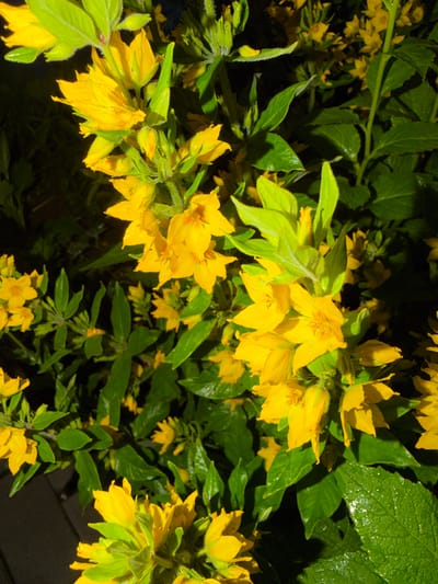 This is a close-up, low-angle, outdoor, eye-level shot of a cluster of bright yellow flowers and lush green foliage. The flowers are five-petaled and have a star-like shape, with some appearing to have water droplets on their petals, suggesting recent rain or dew. The leaves are a vibrant green, with some showing a slightly lighter, almost lime-green hue. The background is mostly dark and out of focus, creating a bokeh effect that highlights the flowers. The lighting is dramatic, with strong highlights and deep shadows, suggesting it might be early morning or late evening, or that artificial light is being used. The overall impression is one of natural beauty and vibrancy. There is no visible text in the image.