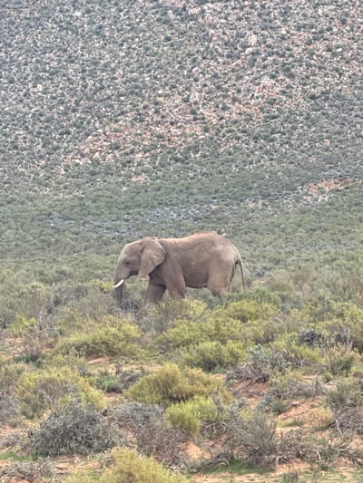 An African elephant is depicted in a natural, wild landscape, characteristic of the Witzenberg Local Municipality in South Africa. The image is oriented vertically (when viewed upright, the elephant is walking across the frame from left to right, situated on the right side). The elephant, with its distinctive large, greyish-brown hide and prominent ears, is seen with its head slightly lowered, and one tusk clearly visible. Its body is angled, suggesting it is either walking or pausing to browse.
The surrounding environment is a rugged, arid-looking terrain covered extensively with diverse vegetation. There are dense patches of dark green bushes and lighter green scrub, interspersed with areas of reddish-brown soil and rocks, hinting at a dry, possibly rocky, hillside. In the distance, a similar landscape of sparse vegetation extends to the left. The lighting indicates it is daytime, with an even spread of natural light and no harsh shadows, suggesting clear weather. There are no visible people, man-made objects, or discernible text within the image, reinforcing the untouched wild setting.