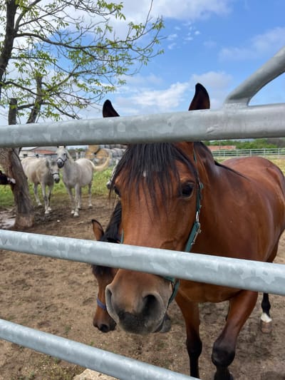 An outdoor, daytime image taken in Ivan Vazovo, Bulgaria, features a brown horse peering through vertical metal fence bars. The horse, likely a bay or chestnut, has a dark mane and is wearing a green halter. Its head, including a clear eye and nostril, is prominently visible, suggesting a curious or calm demeanor as it looks towards the viewer.
Behind the foreground horse, several lighter-colored horses, appearing grey or white, are visible standing on the dirt ground within a larger enclosure. The ground is dry and dusty. The upper left of the frame reveals a bright blue sky with scattered white clouds, and the branches of a tree with fresh green leaves are visible against it. The scene appears to be a rural farm or paddock environment. No text is visible in the image.