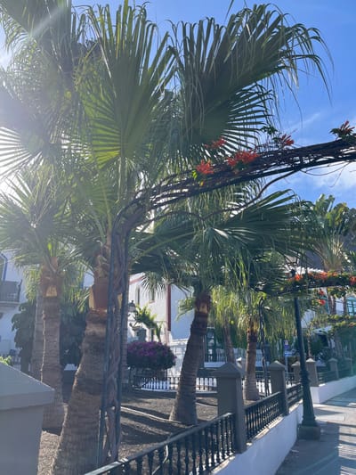 The image shows a street scene in Lomo Quiebre, Spain. The sun shines brightly through the leaves of several palm trees that line the street. The trees are growing on either side of the sidewalk, which is lined with a black wrought iron fence and a white wall. Orange flowers are blooming on vines that drape over the fence and streetlights. There is a building visible in the background behind the palm trees, which is painted white with red trim. The scene is a typical example of the Mediterranean climate and architecture found in Lomo Quiebre, Spain.