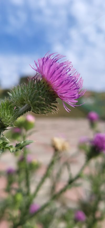 A close-up, low-angle shot captures a single, vibrant purple thistle flower in sharp focus against a softly blurred background of other thistles and greenery. The sky, a bright blue with wispy white clouds, forms the uppermost layer of the image. The thistle bloom, characterized by its spiky petals and fuzzy center, extends from a thorny green stem and bud, which are also in focus. The background features several other thistle flowers and buds, some in shades of purple and pink, and others appearing as pale, dried heads, all rendered with a shallow depth of field. The ground beneath the plants appears to be a paved surface, possibly bricks or stones, also blurred. The scene is outdoors, with natural light illuminating the flora. The location is specified as being in Syrymbet, Kazakhstan, suggesting a natural or cultivated outdoor setting within that region. There are no people or animals visible in the image.