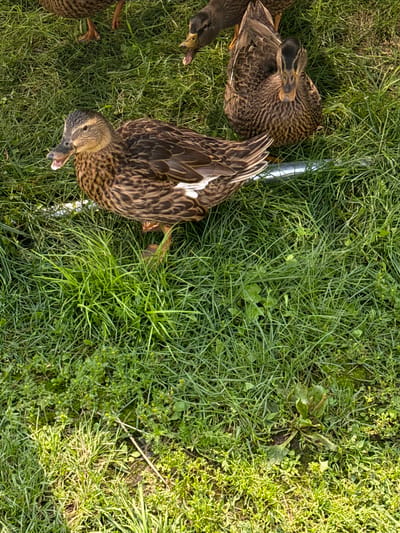 A female mallard duck, identified by its brown plumage and speckled breast, is the central subject. The duck is positioned in a grassy area, with its beak open as if vocalizing or panting. To the right of the central duck, another mallard duck is partially visible, facing the viewer. In the upper background, two more ducks are present, one with its head down, possibly feeding, and another with its beak open. A silver pipe or bar lies horizontally across the grass in the mid-ground, partially obscured by the ducks and vegetation. The environment is characterized by lush green grass interspersed with smaller plants and weeds. The lighting suggests it is daytime, with sunlight casting shadows and highlighting textures. There is no indication of Chernoistochinsk, Russia, or any urban elements in the image.