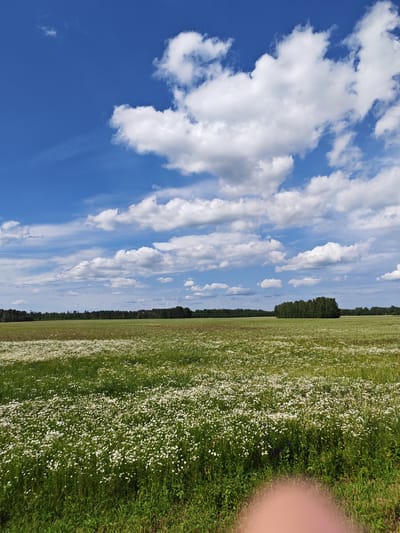 A wide-angle, low-angle outdoor shot captures a sunlit meadow filled with white wildflowers, likely daisies, under a bright blue sky dotted with fluffy white clouds. The meadow extends to a distant, dark green treeline that forms the horizon. The foreground of the image is dominated by the dense, green grass and a large, blurry pinkish-tan object, possibly a fingertip or hand, partially obscuring the bottom of the frame. The scene is located in Leninski Sel'skiy Sovet, Belarus, suggesting a rural or natural landscape characteristic of the region.