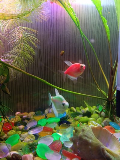A brightly lit aquarium is shown, filled with colorful glass pebbles, a seashell, and aquatic plants. Two small fish are swimming in the tank. One fish is a vibrant pink, and the other is a pale, iridescent green. The background of the aquarium is a textured wall with vertical stripes, illuminated with purple and pink lighting. The overall scene depicts a healthy and well-maintained aquarium environment.