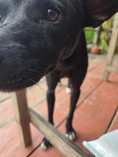 A close-up, eye-level shot focuses on the head and front of a black dog standing on a reddish-orange tiled floor, possibly a patio. The dog's nose and part of its face fill the left side of the frame, with one eye visible. The background is blurred, showing wooden structures, greenery, and a hint of a brown object, suggesting an outdoor setting in Koh Toch Village, Cambodia. A portion of a wooden table or railing is in the foreground, and to the right, a white plastic bag is partially visible. The dog's front legs and paws are also in view.
