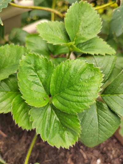 In Soisy-sous-Montmorency, France, a close-up, eye-level shot captures the vibrant green leaves of a strawberry plant. The foliage is lush, with prominent veins and serrated edges, some appearing slightly lighter due to the lighting. A few small, dark specks are visible on one of the leaves, possibly tiny insects. The background is softly blurred, revealing hints of soil and other vegetation, suggesting an outdoor garden setting. The overall impression is one of natural growth and detail within a leafy environment.