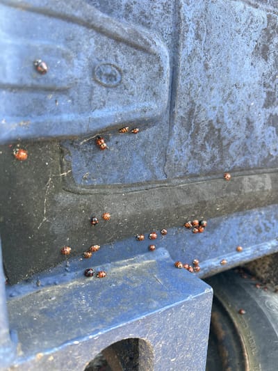 The scene depicts a close-up view of a weathered, blue-painted metal surface, likely part of a vehicle or industrial object, covered with numerous Asian lady beetles (Harmonia axyridis). The insects vary in color, some orange with black spots, others melanistic (black with red spots). The surface is dusty and shows signs of wear, with variations in color and texture. A tire is visible in the background, partially obscured. Given the ubiquity of Asian lady beetles and the lack of specific identifying features, determining the exact location in Rutherglen, United Kingdom, is impossible.