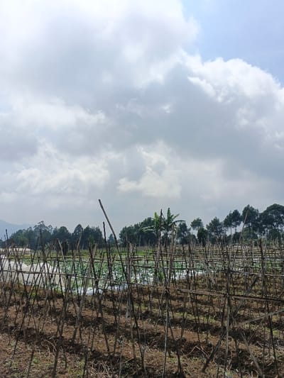 An outdoor scene in Nam Sa Lat, Myanmar, depicts an agricultural field under an overcast sky with patches of bright white and grey clouds. In the immediate foreground, dark brown soil is visible, with numerous upright wooden stakes and poles forming a support framework, some connected by horizontal beams, indicating a dormant or recently harvested crop area. Beyond this, in the midground, another section of the field contains rows of low-lying green vegetation, partially covered by white or translucent plastic sheeting, suggesting active cultivation. Taller wooden stakes are also present in this section, and a single banana plant stands prominently near the center-right. The background features a dense line of various trees, including tall, dark green coniferous-like trees and other deciduous types, forming a natural boundary. Distant, hazy mountain ranges are faintly visible on the far left horizon. No individuals are present, and no active work is depicted.