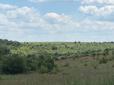 This is a landscape photograph taken in Dubova, Ukraine. The image depicts a rolling, verdant hillside covered in a dense growth of trees and shrubs, transitioning to a flat agricultural field in the distance. The foreground is a meadow with tall, dry grasses and some scattered wildflowers. The sky above is a light blue, dotted with fluffy white cumulus clouds, suggesting fair weather. Two birds are visible in flight in the upper right quadrant of the sky. The scene appears to be set in the daytime, likely late morning or early afternoon, given the brightness of the light and the shadows cast. There are no people or man-made objects clearly visible, lending the image a sense of natural tranquility. The overall impression is one of a peaceful, rural landscape under a pleasant summer sky.