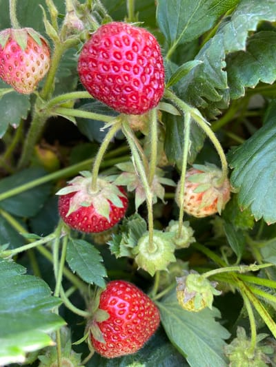 A close-up, eye-level shot captures a cluster of ripe and unripe strawberries growing on a plant. The berries vary in color from a pale pink and green, indicating immaturity, to a deep, vibrant red, signifying ripeness. Each berry is covered in small, distinct seeds, and their surfaces appear slightly bumpy. The plant's green leaves, some showing slight wilting or imperfections, form a backdrop. Hairy stems connect the berries to the plant, and some developing green strawberry flowers are also visible. The lighting suggests an outdoor setting, possibly a garden or field. There are no people or animals in the image. The image does not provide any information about the city of Qarqaraly, Kazakhstan.