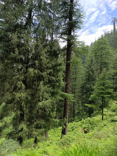 A dense forest scene unfolds with tall evergreen trees dominating the frame. In the foreground, a large, dark-barked tree stands prominently, its branches laden with needles. To its right, a slightly thinner, taller tree with a lighter bark is visible. The forest floor is carpeted with lush green ferns and other low-lying vegetation, creating a thick undergrowth. In the background, more evergreen trees recede into the distance, forming a verdant hillside. The sky above is a vibrant blue, interspersed with scattered white clouds, hinting at fair weather. The image captures a natural, untamed environment, suggesting a remote or protected area. The location is identified as Sarsai, India. There are no people or animals visible in the image.