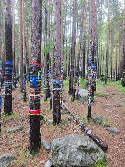 The image depicts a spiritual site in Arshan, Russia, where numerous trees are adorned with colorful prayer ribbons. The scene is set within a forest, characterized by tall, slender pine trees and a forest floor covered in pine needles and scattered rocks. The prayer ribbons, in a variety of vibrant colors such as red, blue, yellow, green, and white, are tied around the trunks of the trees, creating a striking visual contrast against the natural bark. Some ribbons are neatly tied, while others are more loosely draped or frayed.

The time of day appears to be daytime, with diffused light filtering through the dense canopy of leaves, suggesting an overcast or moderately cloudy sky. The weather seems to be cool and possibly damp, as indicated by the lush green vegetation and the presence of moss on some of the rocks and tree trunks. The overall atmosphere conveys a sense of tranquility and reverence, a common feeling associated with sacred natural sites.

The location is clearly identified as Arshan, Russia, a known destination for its natural beauty and spiritual significance. The presence of prayer ribbons is a cultural practice often found in Buddhist and shamanistic traditions, where they are believed to carry prayers and wishes to the heavens. The image captures a walkway or path through the forest, lined with these decorated trees, suggesting it is a place for contemplation and pilgrimage. There is no visible text in the image. The activity taking place is passive; it is a place of spiritual significance that people visit.
