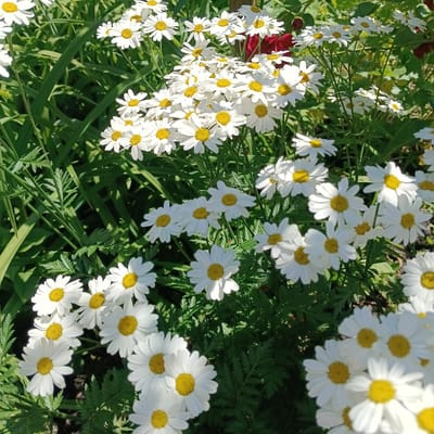 A high-angle medium shot captures a cluster of white daisies with yellow centers against a backdrop of lush green foliage. The daisies are in various stages of bloom, with some fully open and others partially closed. The petals are delicate and white, radiating outwards from the bright yellow centers. The green leaves and stems of the plants are vibrant, with some leaves appearing feathery and finely cut, while others are broader and more linear. Sunlight illuminates the scene, casting subtle shadows and highlighting the textures of the petals and leaves. There are no people or animals visible in the image. The overall impression is one of a natural, outdoor setting, likely a garden or park, in Sosnovy Solonets, Russia, where the daisies are flourishing under the sunlight.