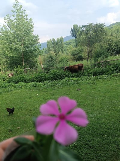 A brown cow grazes in a lush green field bordered by a wooden fence and dense foliage. To the left of the field, a black chicken walks on the grass. In the foreground, a blurry pink flower with five petals is held close to the camera, partially obscuring the view of the scene behind it. The background features a verdant hillside covered in trees under a cloudy sky. The setting appears to be a rural area.