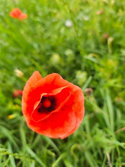A close-up, eye-level, outdoor shot focuses on a single vibrant red poppy flower. The poppy is in the foreground, slightly off-center to the right, with its petals unfurled, revealing a dark center. The background consists of lush green foliage, likely grass and other plants, which are out of focus, creating a shallow depth of field. The lighting appears to be natural daylight, possibly overcast, as there are no harsh shadows. The scene suggests a natural setting, such as a meadow or garden. There is no indication of the specific location within the city of Юца, Russia, in the provided image.