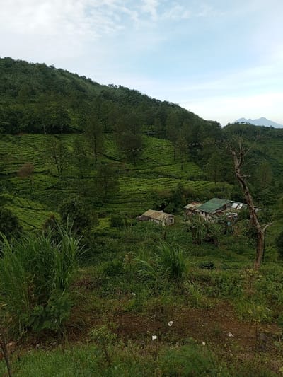 Lush green hillside with terraced tea plantations under a partly cloudy sky. Several small buildings with metal roofs are nestled among the trees. The foreground features tall grasses and dense vegetation. A bare tree stands to the right. Distant mountains are visible on the horizon. The overall scene depicts a rural, hilly landscape with agriculture and simple dwellings.