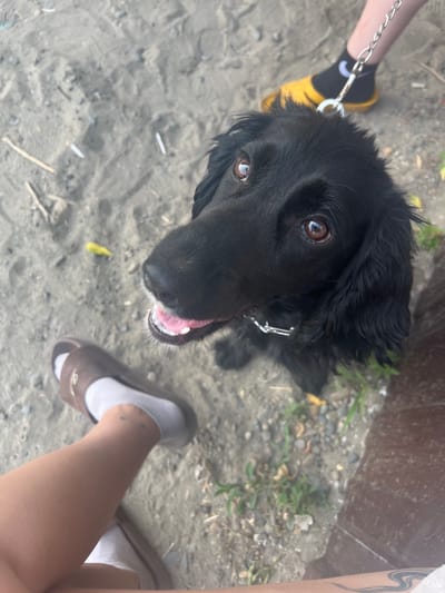 A high-angle, close-up shot captures a black dog with brown eyes, its mouth slightly open, panting and looking upwards. The dog is wearing a silver chain collar. In the foreground, the legs and feet of two individuals are visible. One person wears brown slides with white socks, and the other wears yellow slides with black socks and a leash attached to a chain collar. The ground beneath them appears to be sand or dirt, with scattered pebbles and dry vegetation. The overall setting suggests an outdoor environment, possibly near a beach or park. There is no specific indication of the location being in Zudilovo, Russia, within the provided image.