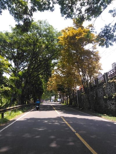 The image displays a paved road in Cugenang, Indonesia, viewed from a low angle, extending into the distance. The dark asphalt road features a continuous yellow center line and white edge lines. On the left side, a silver-colored metal guardrail with a yellow top edge runs parallel to the road, bordered by green vegetation. On the right side, a textured stone wall, topped with a dark, decorative metal fence, parallels the road. Dense green trees line the left side, forming a partial canopy, while the right side features a prominent tree with yellow-gold foliage amidst other green trees. The bright sky is visible through gaps in the overhead tree canopy, which casts irregular shadows across the road surface. A single dark-colored motorcycle, operated by an individual wearing blue clothing, is observed in the left lane, proceeding away from the camera. Additional indistinct vehicles are visible further down the road.
