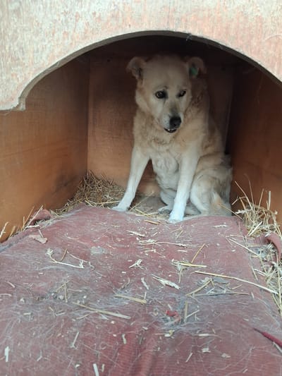 A light-colored dog with dark eyes is lying on its side inside a wooden structure. The dog appears to be looking directly at the camera. It has a green tag attached to its left ear. The interior of the structure is made of wood, with a circular opening visible on the left side. A red mat or fabric covers a portion of the right side of the interior, and it is covered with straw and cobwebs. The straw is scattered across the mat and the wooden floor. The lighting suggests it is daytime. The scene appears to be an animal shelter or a similar enclosure, potentially in Goran, Bulgaria, given the location context. The dog's expression is neutral. There is no visible text in the image.