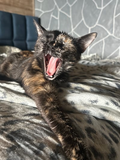 A close-up, top-down shot features a tortoiseshell cat yawning. The cat's mouth is wide open, revealing its pink tongue and teeth, and its eyes are partially closed. Sunlight streams in from the left, illuminating the cat's fur and casting shadows. The cat is lying on a patterned blanket with a leopard-like print, which is draped over what appears to be a sofa or bed. The background shows a grey wall with a textured, geometric pattern. To the left of the cat's head, a dark blue upholstered surface is visible, possibly part of the furniture. The overall lighting suggests it is daytime. The setting appears to be indoors.
