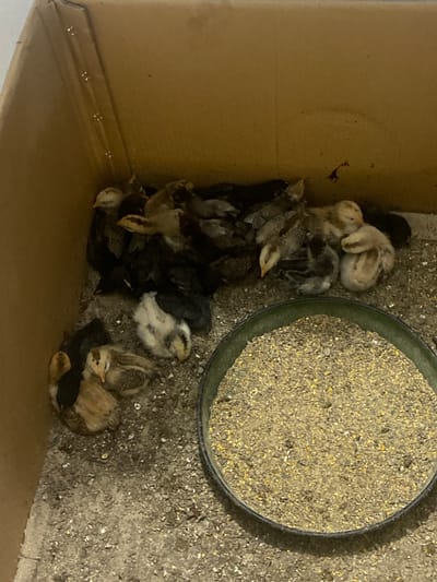 The image captures a group of young chicks housed within a cardboard box, which serves as a makeshift brooder. There are numerous chicks, approximately fifteen to twenty, displaying a variety of plumage colors including light brown, grey, black, and creamy white, often with mottled patterns. Many chicks are huddled closely together in the corner of the box, some appearing to be resting or sleeping, while others are positioned closer to a round feeder.
A prominent feature in the scene is a green-rimmed, circular feeder filled with granular chick feed, occupying the right side of the frame. Some feed has spilled out, mixing with what appears to be a substrate of dirt or wood shavings on the floor of the enclosure. The interior walls of the cardboard box are a plain brown, showing some minor wear. The chicks generally appear calm and settled, with no overt activity beyond clustering together. The lighting suggests an indoor setting, likely under artificial illumination. No people are visible, nor is any text present in the image. This scene is situated in Krivnia, Bulgaria.