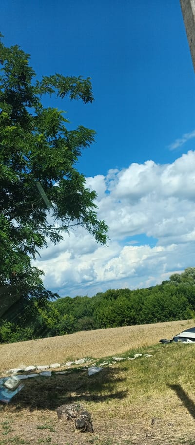 A vertical, eye-level, medium shot captures a rural landscape under a bright blue sky with scattered white clouds. The upper left of the frame is dominated by the lush green foliage of a large tree branch, its leaves detailed and numerous. Below the tree, a vast field of golden wheat stretches across the middle ground, its stalks appearing dry and ready for harvest. A dense line of dark green trees forms a treeline at the horizon, behind the wheat field. In the foreground, dry grass covers the ground, with a few scattered stones and a visible tree stump. To the far right, a portion of a white structure, possibly a vehicle or shed, is partially visible. The overall impression is a sunny, rural scene in Popivka, Ukraine, likely during late summer.