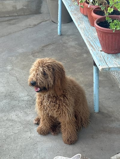An image depicts a light-brown, medium-sized dog lying on a concrete surface next to a wooden structure, which appears to be a bench or table with plants in terracotta pots placed on it. The area seems to be an outdoor space, potentially a patio or garden. The dog has a shaggy coat and is lying down with its tongue slightly visible. The ground is grey concrete. The wooden structure has light-blue paint with visible wear and tear. The pots are made of terracotta and contain green plants. The scene does not include any people or indications as to its location.