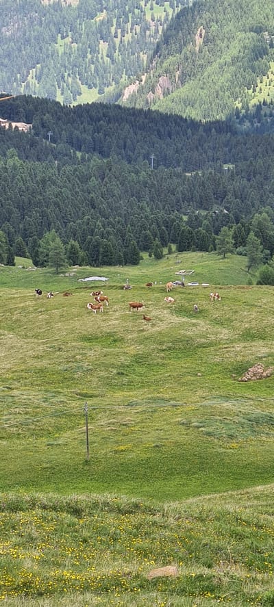 This is a landscape photograph taken in Sëlva - Wolkenstein - Selva di Val Gardena, Italy. The image features a lush green meadow dotted with yellow wildflowers in the foreground and middle ground. Several cows are scattered across the meadow, some grazing, others resting. In the background, a dense forest of evergreen trees covers the slopes of rolling hills, with a rugged, rocky outcrop visible amidst the trees. The sky is overcast, casting a soft, diffused light over the scene. The overall impression is one of a tranquil, natural mountain environment.