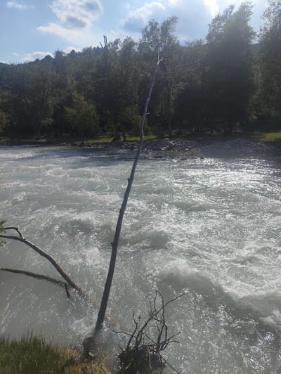 The image depicts a wide, fast-flowing river with turbulent, frothy water, reflecting the sunlight. On the left bank, there is a grassy embankment with some exposed roots and branches of a fallen tree extending into the water. A large, dry tree trunk stands vertically in the river, partially submerged. Behind the river, a dense forest of green trees covers a hillside under a bright blue sky with scattered white clouds. The scene is located in Kashka-Suu, Kyrgyzstan, and appears to be an outdoor natural landscape. There are no people or animals visible in the image.