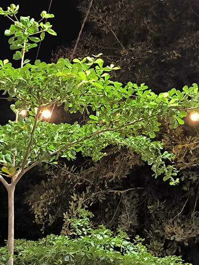 A low-angle shot reveals a small tree with vibrant green foliage in the foreground, illuminated by two small, warm-toned lights strung within its branches. The tree's trunk is pale, dividing into branches near the base. In the background, darker foliage obscures the details of other trees or shrubs. The lighting is dim, suggesting a nighttime setting. The location is suggested to be Cempeudak, Indonesia, although there are no readily identifiable landmarks to support that determination. The focus remains on the illuminated tree and the immediate surrounding foliage, with the background fading into shadow. No people or animals are present.