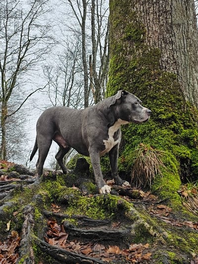 The scene depicts a blue-grey American Bully type dog, marked with white on its chest and paws, standing on an exposed network of moss-covered tree roots within a forest in Waldbillig, Luxembourg. The dog is oriented in profile, facing to the right of the frame, its gaze directed horizontally. To the right, a large tree trunk, significantly covered in vibrant green moss, rises vertically. The background features numerous leafless deciduous trees under an overcast sky, suggesting a late autumn or winter season. Dark, damp soil and scattered brown fallen leaves are visible on the forest floor around the roots.