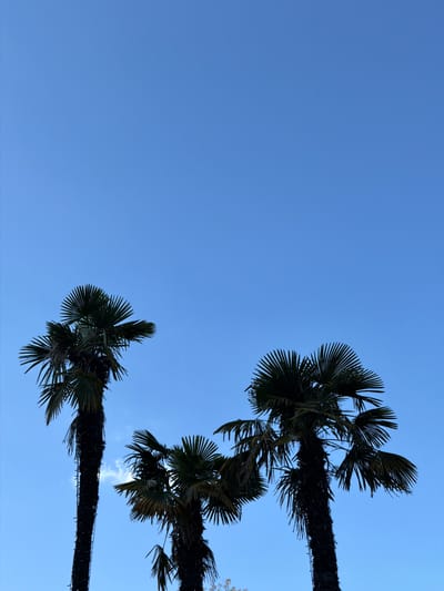 The image features a low-angle view of three palm trees against a clear blue sky. The palm trees are located in Grad Opatija, Croatia. The trunks of the palm trees are dark, and the fronds are green, creating a silhouette effect against the bright sky. The sky occupies most of the frame, with the palm trees positioned in the upper right and lower right corners. The scene is quiet and peaceful, with no visible people or other objects. The overall impression is one of a sunny day in a coastal location.