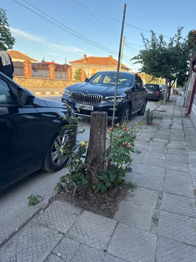 The image shows a street scene in Kaloyanovo, Bulgaria, with parked cars along a sidewalk. The sidewalk is made of gray, diamond-patterned concrete tiles with some weeds growing between them. A cut tree trunk with a rose bush growing from it is situated between two of the parked cars. The license plate of one of the cars visible is PB 92 BE. Buildings with red-tiled roofs are visible in the background. A wooden pole stands near the cut tree trunk. The sky is clear and blue.