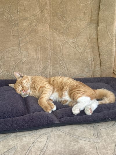 An orange tabby cat is depicted sleeping indoors in Tairov, Armenia. The cat lies on its left side on a dark grey, rectangular, padded pet bed. Its eyes are closed, and its head is resting on the bed. The cat's fur is primarily orange with darker stripes, and it has distinct white markings on its hind legs and paws, and portions of its belly. Its front paws are tucked beneath its chest. The pet bed rests on a light beige floor or rug, which features an embossed or printed abstract swirling pattern. A vertical surface, likely a wall or furniture backrest, behind the cat also displays the identical light beige color and swirling pattern. The scene is evenly lit.